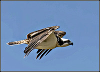 Osprey (Pandian haliaetus)
