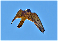 Kestrel (Falco tinnunculus)