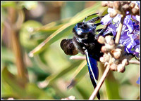 Blue Carpenter Bee (Xylocopa caerulea)