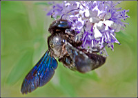 Blue Carpenter Bee (Xylocopa caerulea)