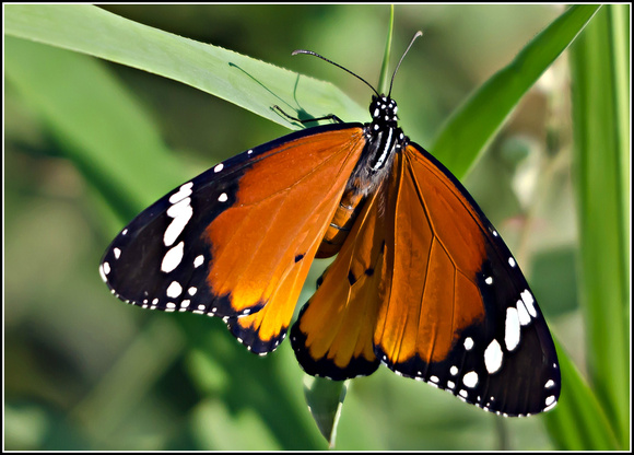 African Monarch (Danaus chrysippus)