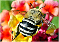 Digger Bee (Anthophora urbana)