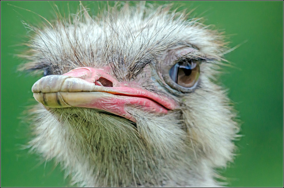 Ostrich  (Struthio camelus)