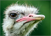 Ostrich  (Struthio camelus)