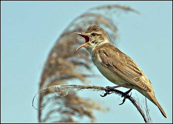 Reed Warbler (Acrocephalus scirpaceus)