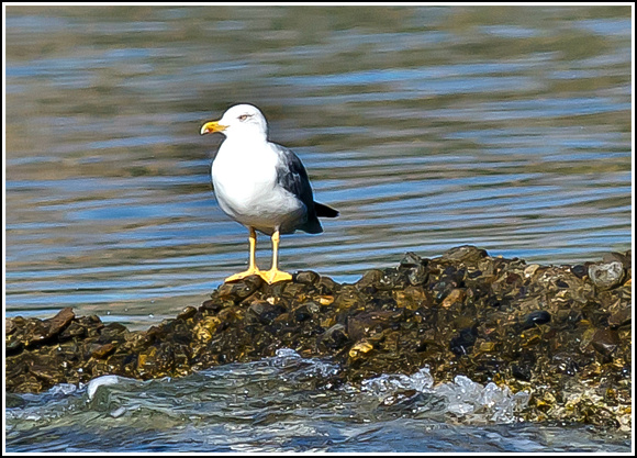 Yellow-legged Gull (Larus(cachinnans)michahellis)