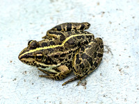 Anatolian Marsh Frog (Pelophylax ridibundus)
