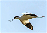 Avocet (Recurvirostra avosetta)