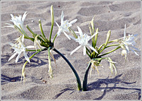 Sea Daffodils (Pancratium maritimum)