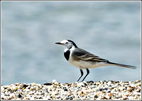 Pied/White Wagtail